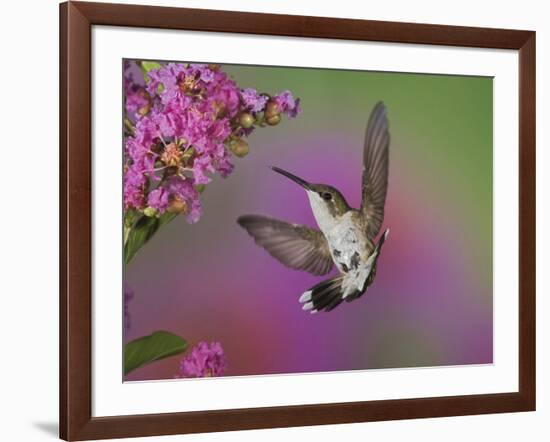 Ruby Throated Hummingbird, Kentucky, USA-Adam Jones-Framed Photographic Print