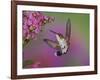 Ruby Throated Hummingbird, Kentucky, USA-Adam Jones-Framed Photographic Print