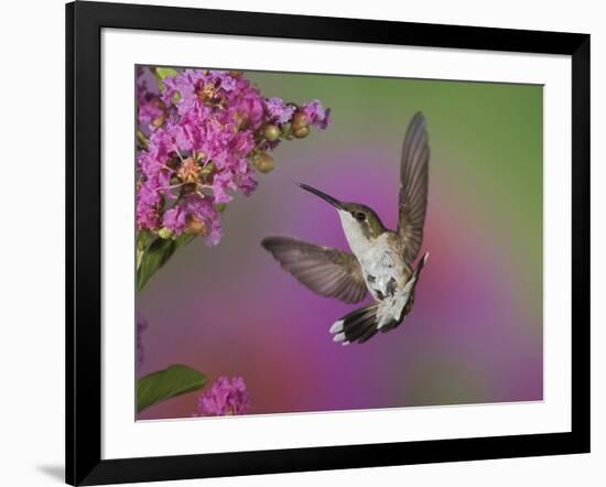 Ruby Throated Hummingbird, Kentucky, USA-Adam Jones-Framed Photographic Print