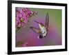 Ruby Throated Hummingbird, Kentucky, USA-Adam Jones-Framed Photographic Print