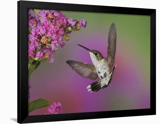 Ruby Throated Hummingbird, Kentucky, USA-Adam Jones-Framed Photographic Print