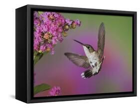 Ruby Throated Hummingbird, Kentucky, USA-Adam Jones-Framed Stretched Canvas