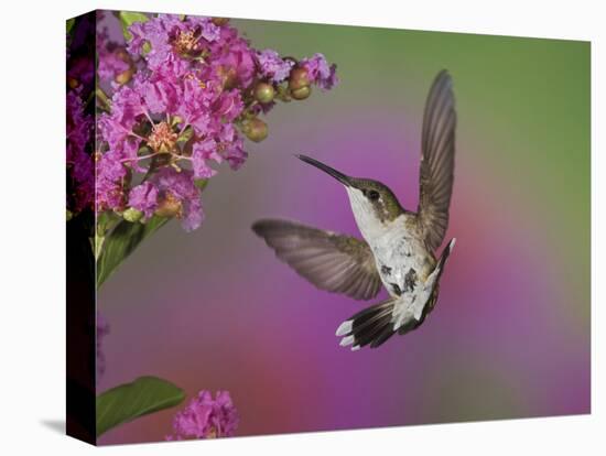 Ruby Throated Hummingbird, Kentucky, USA-Adam Jones-Stretched Canvas