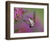 Ruby Throated Hummingbird, Kentucky, USA-Adam Jones-Framed Photographic Print