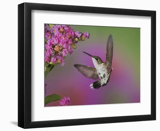 Ruby Throated Hummingbird, Kentucky, USA-Adam Jones-Framed Photographic Print