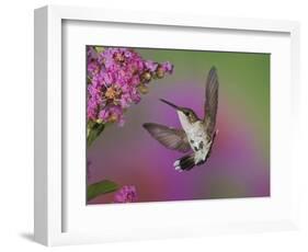 Ruby Throated Hummingbird, Kentucky, USA-Adam Jones-Framed Photographic Print