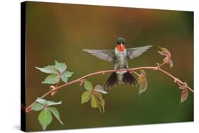 Ruby-throated hummingbird landing on Virginia creeper, USA-Rolf Nussbaumer-Stretched Canvas