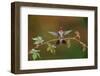 Ruby-throated hummingbird landing on Virginia creeper, USA-Rolf Nussbaumer-Framed Photographic Print