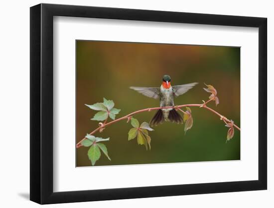 Ruby-throated hummingbird landing on Virginia creeper, USA-Rolf Nussbaumer-Framed Photographic Print