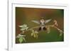 Ruby-throated hummingbird landing on Virginia creeper, USA-Rolf Nussbaumer-Framed Photographic Print