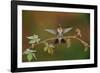 Ruby-throated hummingbird landing on Virginia creeper, USA-Rolf Nussbaumer-Framed Photographic Print