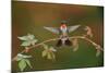 Ruby-throated hummingbird landing on Virginia creeper, USA-Rolf Nussbaumer-Mounted Photographic Print