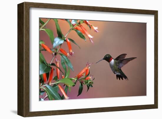 Ruby-Throated Hummingbird Male at Cigar Plant, Shelby County, Illinois-Richard and Susan Day-Framed Photographic Print