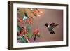 Ruby-Throated Hummingbird Male at Cigar Plant, Shelby County, Illinois-Richard and Susan Day-Framed Photographic Print