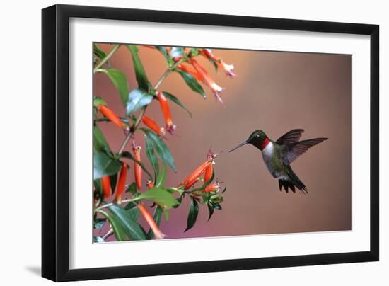 Ruby-Throated Hummingbird Male at Cigar Plant, Shelby County, Illinois-Richard and Susan Day-Framed Photographic Print