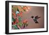 Ruby-Throated Hummingbird Male at Cigar Plant, Shelby County, Illinois-Richard and Susan Day-Framed Photographic Print