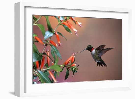 Ruby-Throated Hummingbird Male at Cigar Plant, Shelby County, Illinois-Richard and Susan Day-Framed Photographic Print