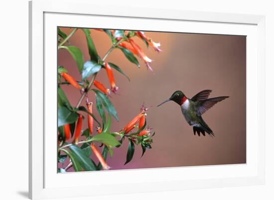 Ruby-Throated Hummingbird Male at Cigar Plant, Shelby County, Illinois-Richard and Susan Day-Framed Photographic Print