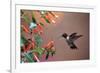 Ruby-Throated Hummingbird Male at Cigar Plant, Shelby County, Illinois-Richard and Susan Day-Framed Photographic Print