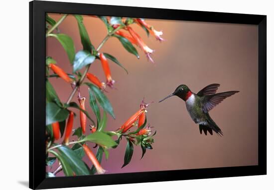 Ruby-Throated Hummingbird Male at Cigar Plant, Shelby County, Illinois-Richard and Susan Day-Framed Photographic Print