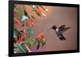 Ruby-Throated Hummingbird Male at Cigar Plant, Shelby County, Illinois-Richard and Susan Day-Framed Photographic Print