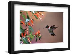 Ruby-Throated Hummingbird Male at Cigar Plant, Shelby County, Illinois-Richard and Susan Day-Framed Photographic Print