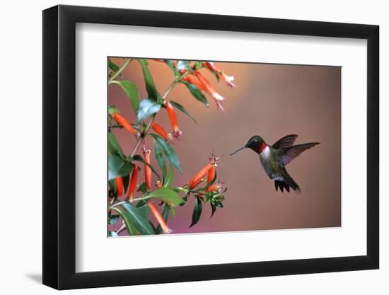 Ruby-Throated Hummingbird Male at Cigar Plant, Shelby County, Illinois-Richard and Susan Day-Framed Photographic Print