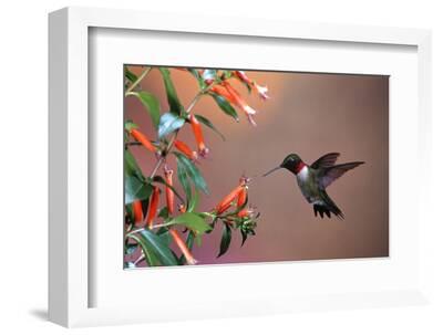 15 by 15 Marion Co Il Wall Clock 3dRose Ruby-Throated Hummingbird Male on Cigar Plant 15 by 15 Marion Co Il Wall Clock 3dRose Ruby-Throated Hummingbird Male on Cigar Plant