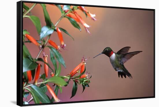 Ruby-Throated Hummingbird Male at Cigar Plant, Shelby County, Illinois-Richard and Susan Day-Framed Stretched Canvas