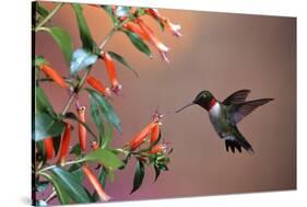 Ruby-Throated Hummingbird Male at Cigar Plant, Shelby County, Illinois-Richard and Susan Day-Stretched Canvas