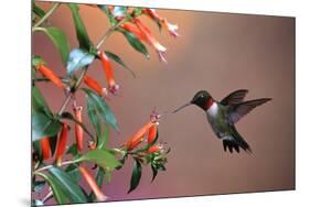 Ruby-Throated Hummingbird Male at Cigar Plant, Shelby County, Illinois-Richard and Susan Day-Mounted Premium Photographic Print