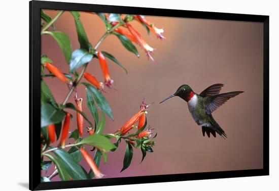 Ruby-Throated Hummingbird Male at Cigar Plant, Shelby County, Illinois-Richard and Susan Day-Framed Photographic Print