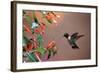 Ruby-Throated Hummingbird Male at Cigar Plant, Shelby County, Illinois-Richard and Susan Day-Framed Photographic Print