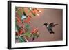 Ruby-Throated Hummingbird Male at Cigar Plant, Shelby County, Illinois-Richard and Susan Day-Framed Photographic Print