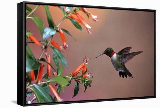 Ruby-Throated Hummingbird Male at Cigar Plant, Shelby County, Illinois-Richard and Susan Day-Framed Stretched Canvas