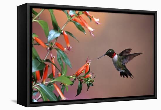 Ruby-Throated Hummingbird Male at Cigar Plant, Shelby County, Illinois-Richard and Susan Day-Framed Stretched Canvas