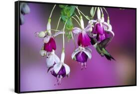 Ruby-Throated Hummingbird Male at Hybrid Fuchsia. Shelby County, Illinois-Richard and Susan Day-Framed Stretched Canvas