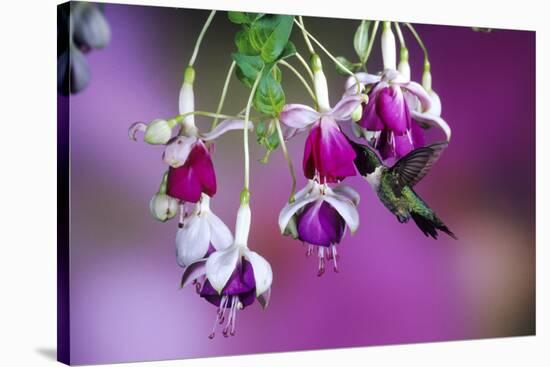 Ruby-Throated Hummingbird Male at Hybrid Fuchsia. Shelby County, Illinois-Richard and Susan Day-Stretched Canvas