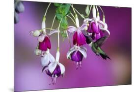 Ruby-Throated Hummingbird Male at Hybrid Fuchsia. Shelby County, Illinois-Richard and Susan Day-Mounted Premium Photographic Print