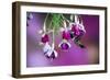 Ruby-Throated Hummingbird Male at Hybrid Fuchsia. Shelby County, Illinois-Richard and Susan Day-Framed Photographic Print