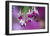 Ruby-Throated Hummingbird Male at Hybrid Fuchsia. Shelby County, Illinois-Richard and Susan Day-Framed Photographic Print