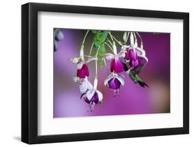 Ruby-Throated Hummingbird Male at Hybrid Fuchsia. Shelby County, Illinois-Richard and Susan Day-Framed Photographic Print