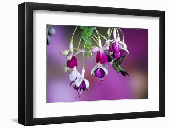 Ruby-Throated Hummingbird Male at Hybrid Fuchsia. Shelby County, Illinois-Richard and Susan Day-Framed Photographic Print