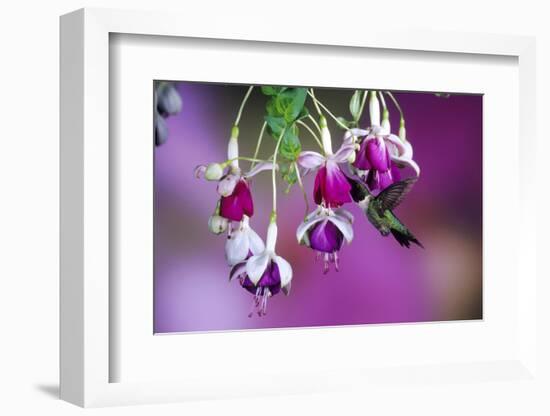 Ruby-Throated Hummingbird Male at Hybrid Fuchsia. Shelby County, Illinois-Richard and Susan Day-Framed Photographic Print