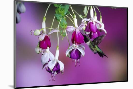 Ruby-Throated Hummingbird Male at Hybrid Fuchsia. Shelby County, Illinois-Richard and Susan Day-Mounted Photographic Print