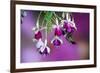 Ruby-Throated Hummingbird Male at Hybrid Fuchsia. Shelby County, Illinois-Richard and Susan Day-Framed Photographic Print