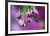 Ruby-Throated Hummingbird Male at Hybrid Fuchsia. Shelby County, Illinois-Richard and Susan Day-Framed Photographic Print