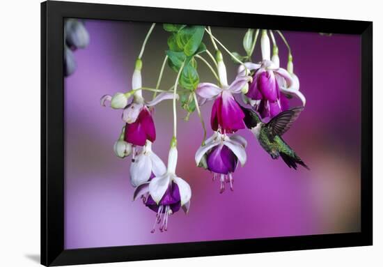 Ruby-Throated Hummingbird Male at Hybrid Fuchsia. Shelby County, Illinois-Richard and Susan Day-Framed Photographic Print