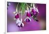 Ruby-Throated Hummingbird Male at Hybrid Fuchsia. Shelby County, Illinois-Richard and Susan Day-Framed Photographic Print