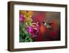 Ruby-Throated Hummingbird Male at Winged Tobacco, Illinois-Richard and Susan Day-Framed Photographic Print